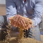 caminhoneiros podem ser beneficiar com safra de soja recorde
