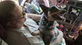 Caminhoneiro pode viajar com cachorro na cabine? Veja o que diz a lei