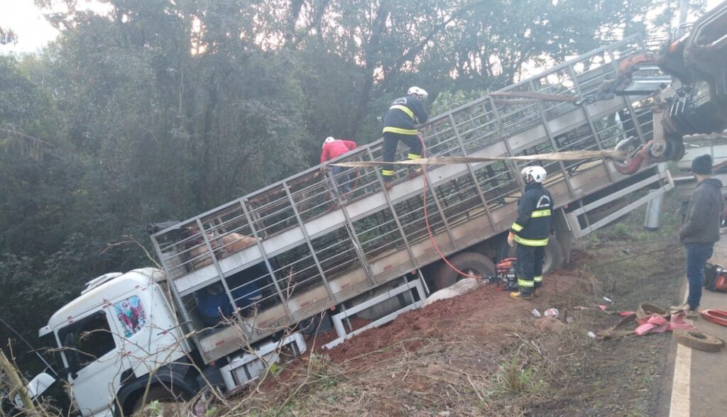 Caminhão cai em ribanceira com carga de porcos vivos