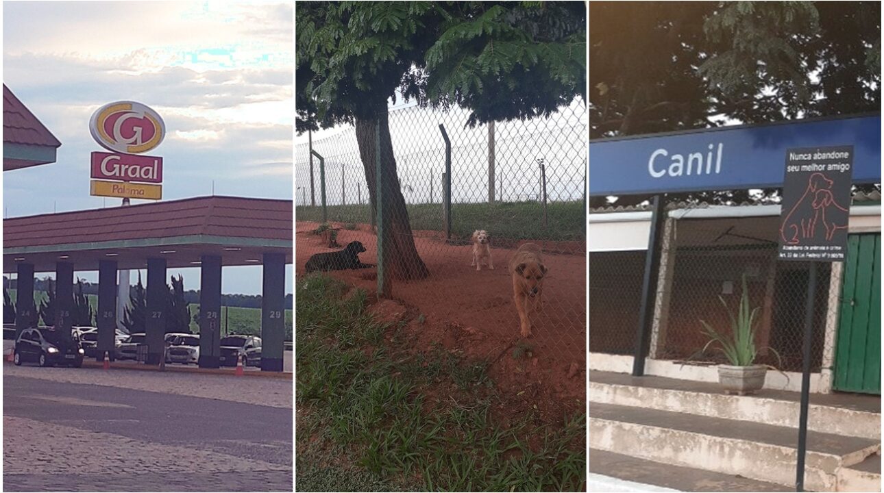 O amor aos animais: Posto Graal de Santa Cruz do Rio Pardo beneficia animais abandonados