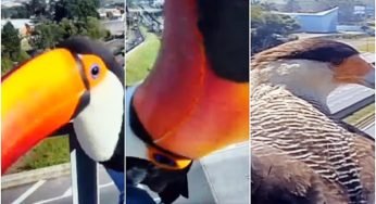 Duas aves de rapina aparecem em frente ao sistema de monitoramento de trânsito, em São Paulo na Rodovia dos Bandeirantes