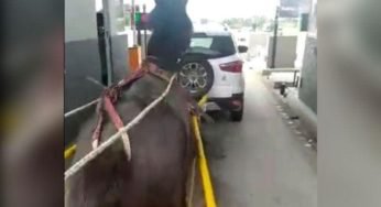 Um Cavalo puxando uma carroça “fura” pedágio e cria confusão na BR-101 em SC