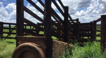 Caminhoneiro evita furto de 41 cabeças de gado e criminosos são presos