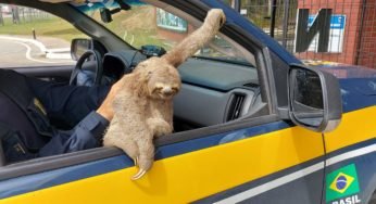 PRF resgata bicho-preguiça às margens da rodovia BR-101