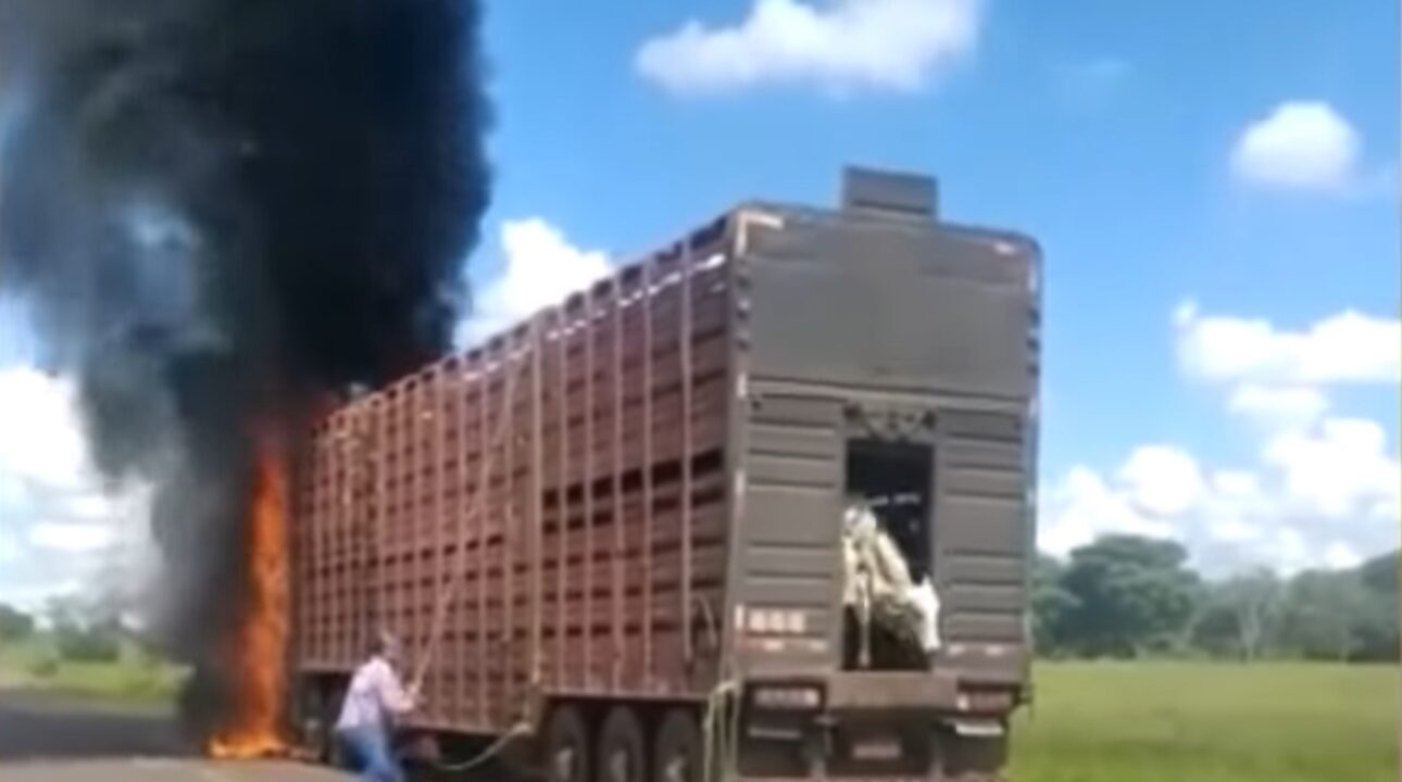 Video mostra caminhoneiro salvando carga de bois durante o incêndio