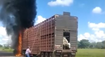 Video mostra caminhoneiro salvando carga de bois durante o incêndio
