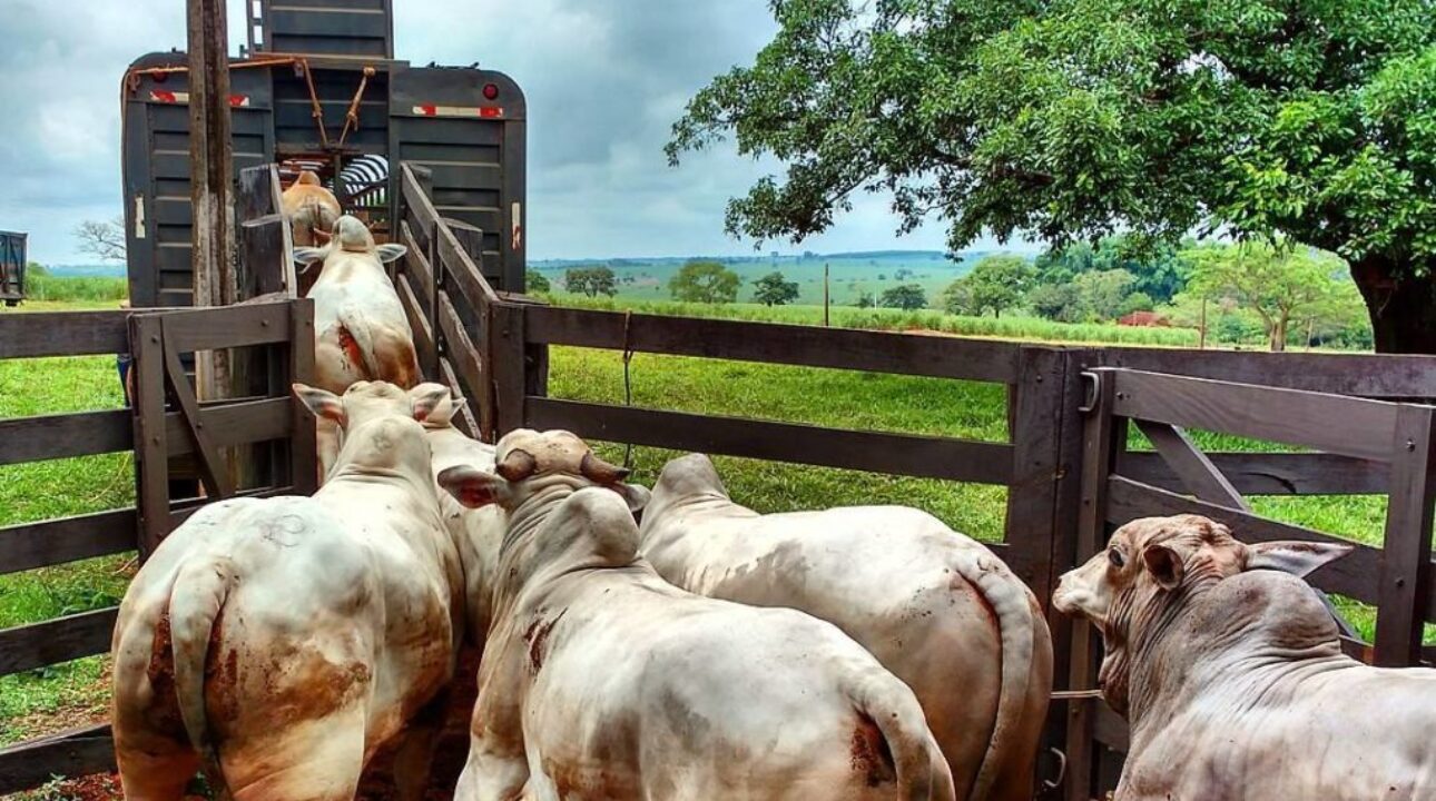 Bandidos contratam o frete de um caminhoneiro e tentam furtar 41 cabeças de gado e acabam presos em Iturama/MG