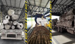 PRF flagra carreta transporte 19 toneladas de excesso de peso com toras de madeira