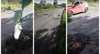 Vídeo: Caminhoneiro planta bananeira em buraco na BR-283