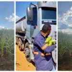 Gerente de fazenda é ameaçado de morte após humilhar caminhoneiro que pegou espigas de milho