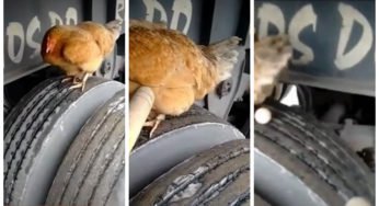 Caminhoneiro que viajou de Curitiba até São Paulo com galinha em pneu e ainda colocou um ovo