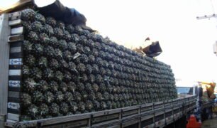 Caminhoneiros autônomos tem que ensacar carga de abacaxi para PRF não apreender carga