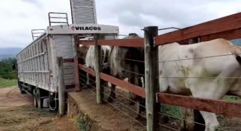 Quando morre gado na gaiola o que acontece?