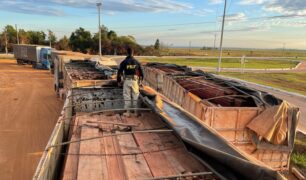 Caminhões são apreendidos após realizarem transporte ilegal de madeira na BR-319