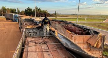 Caminhões são apreendidos após realizarem transporte ilegal de madeira na BR-319