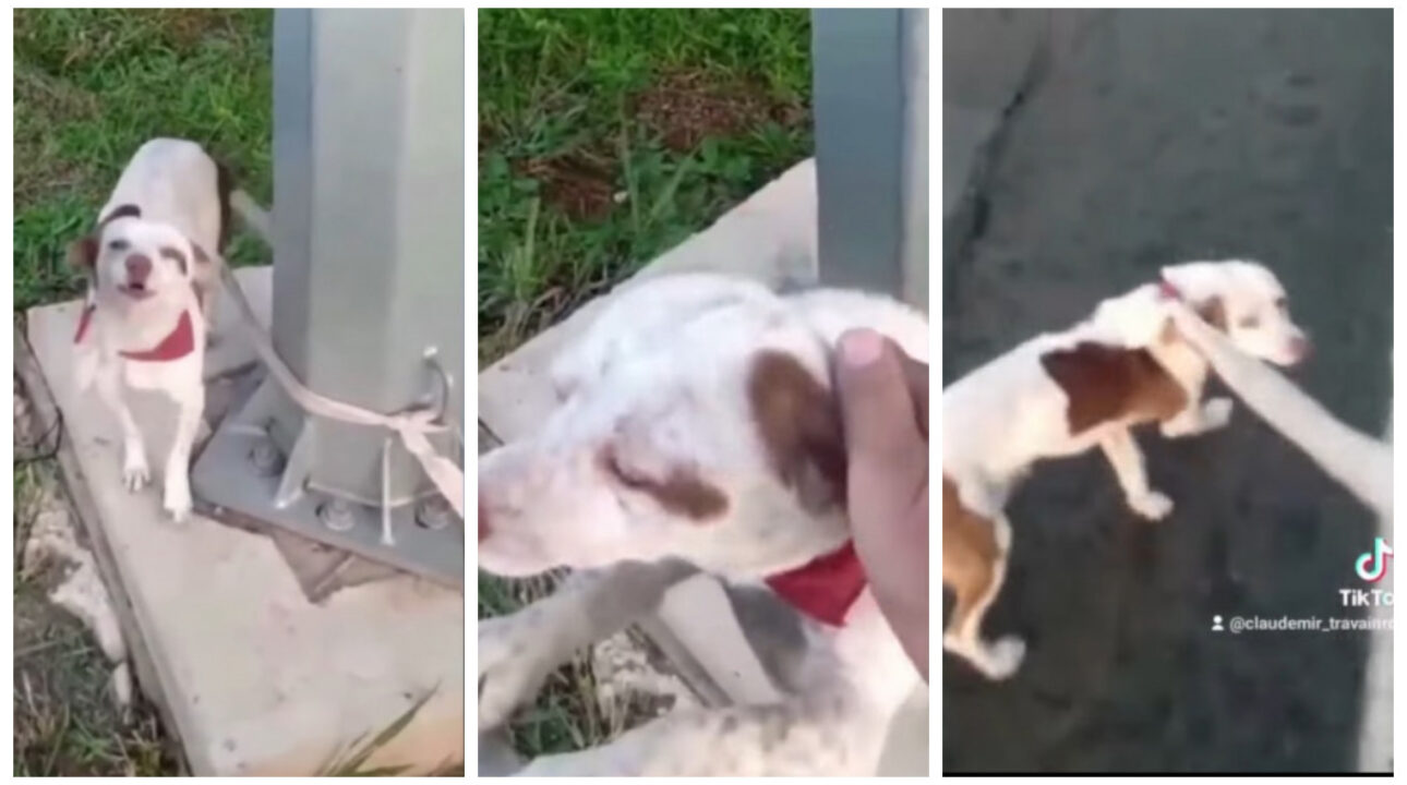 Caminhoneiro resgata cachorro abandonado e amarrado em uma rodovia