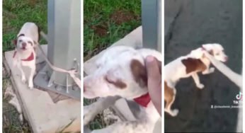 Caminhoneiro resgata cachorro abandonado e amarrado em uma rodovia