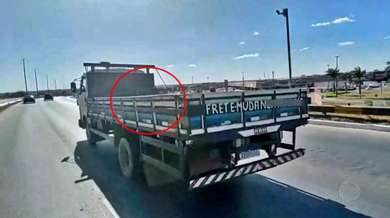 Porco é transportado de forma irregular em caminhão