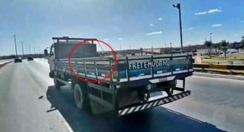 Porco é transportado de forma irregular em caminhão