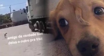 Caminhoneiro resgata cachorrinha que insistiu em seguir ele pela rodovia