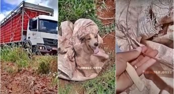 Caminhoneiro salva cachorrinho abandonado dentro de saco