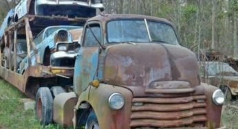 Qual é a verdadeira história da cegonha abandonada nos anos 50?