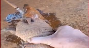 Caminhoneiro de Apucarana ajuda tatu com sede no Mato Grosso