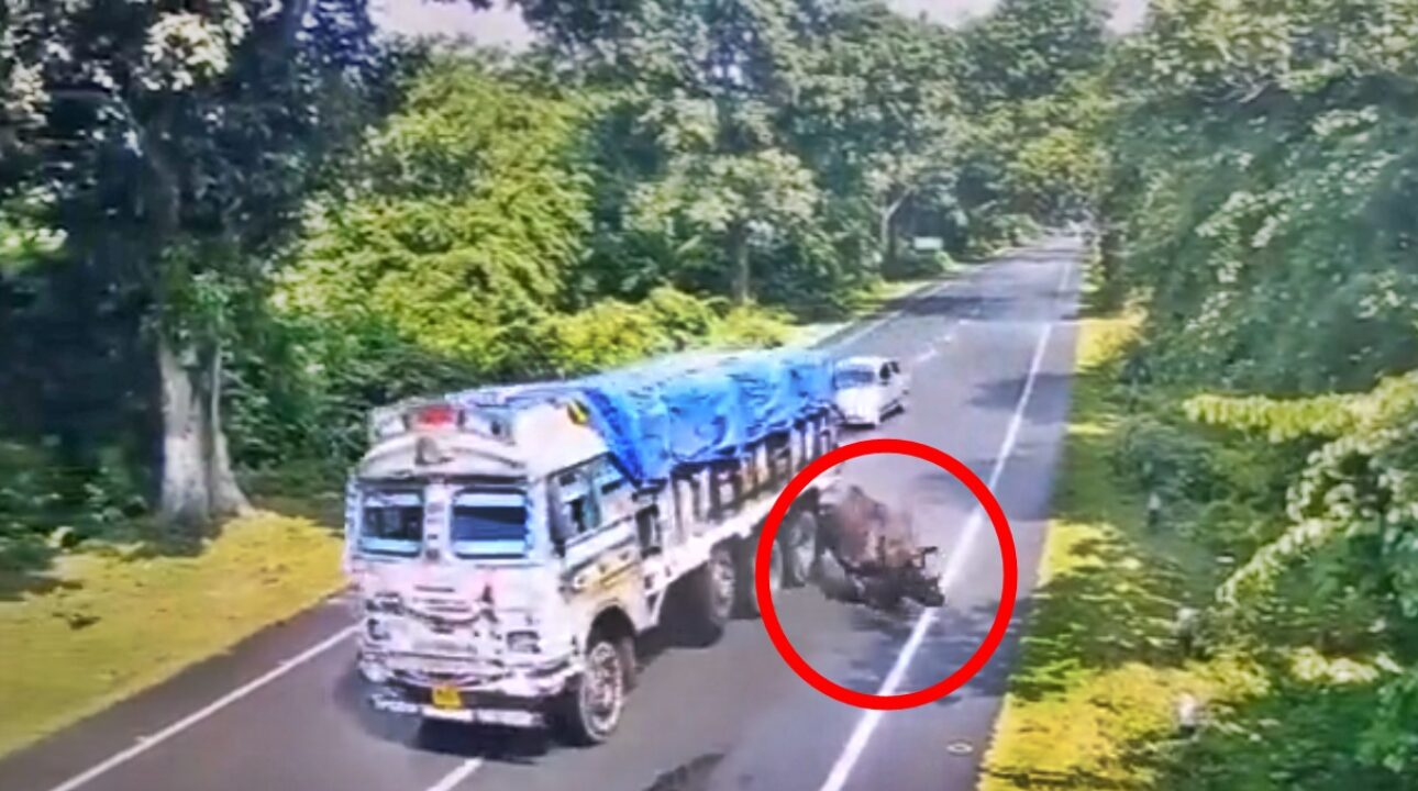 Caminhão bate em rinoceronte em uma estrada na Índia