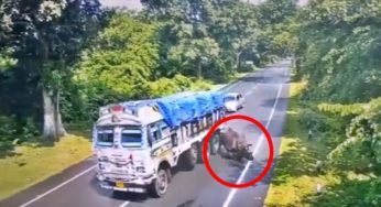 Caminhão bate em rinoceronte em uma estrada na Índia