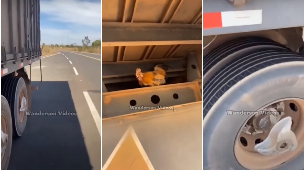 Caminhoneiro flagra galinha viajando em carreta