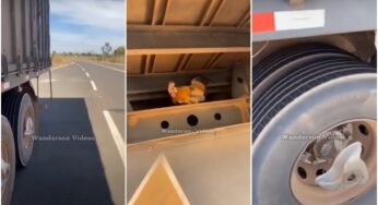 Caminhoneiro flagra galinha viajando em carreta