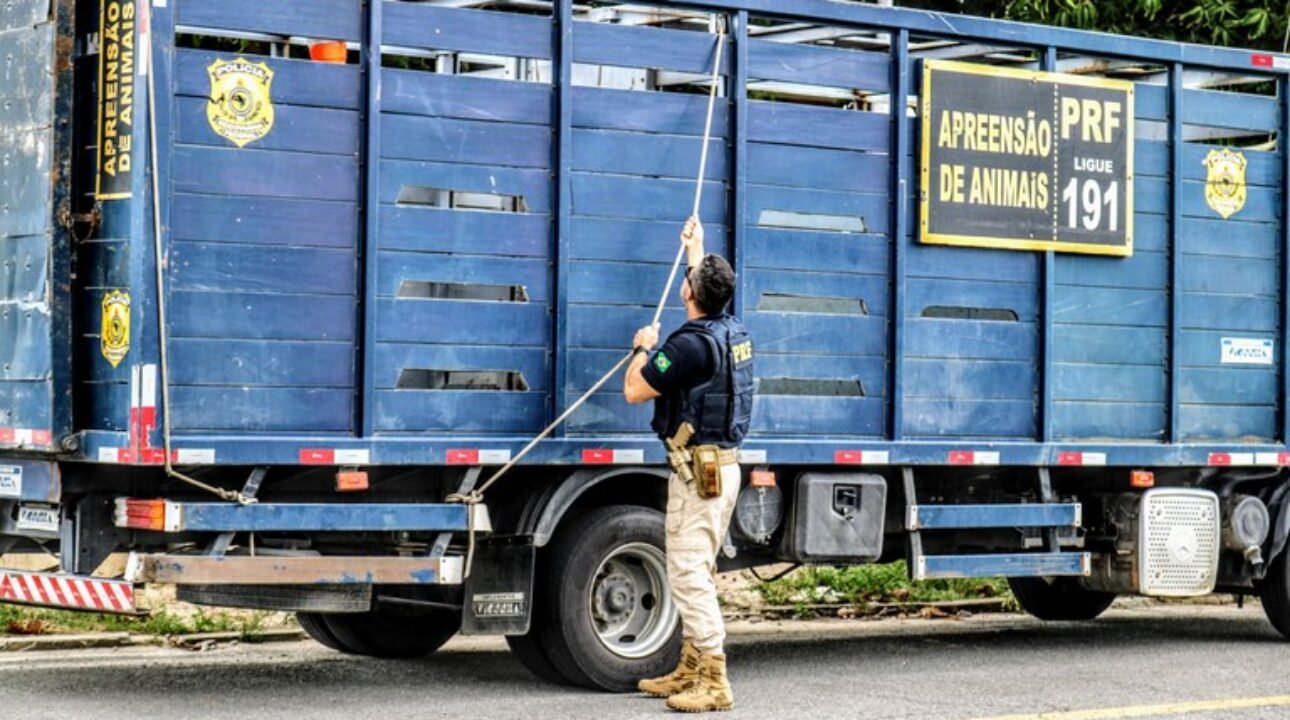 PRF apreende caminhão que transportava animal de forma irregular na BR -101
