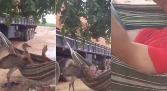 Caminhoneiro passa perrengue com ave enquanto dormia em rede