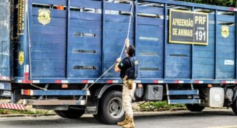PRF apreende caminhão que transportava animal de forma irregular na BR -101
