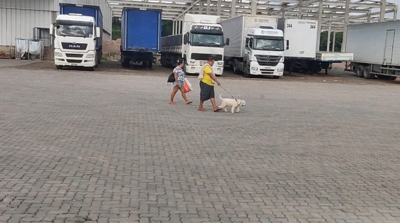 Caminhoneiro pode levar cachorro no caminhão?