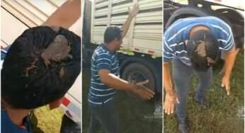 Caminhoneiro é pego de surpresa após boi fazer cocô em sua cabeça