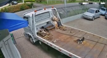 Guincheiro não se atenta e leva gato no lugar do veículo