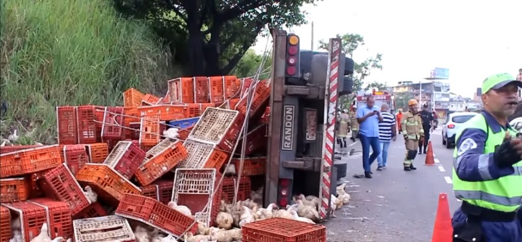 Caminhão carregado de galinhas vivas tomba no Ria e parte da carga é saqueada