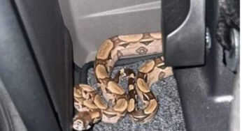 Caminhoneiro encontra cobra dentro do caminhão às margens da BR-101