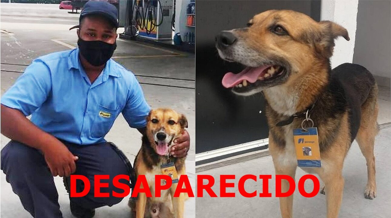 Rede Ipiranga pede ajuda para encontrar cãozinho gerente desaparecido