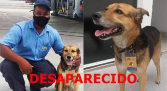 Rede Ipiranga pede ajuda para encontrar cãozinho gerente desaparecido