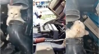 Caminhoneiro tem problema mecânico no veículo e encontra gato no motor