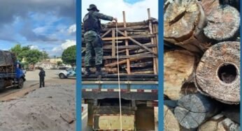 Caminhoneiro é autuado transportando madeira nativa da mata Atlântica