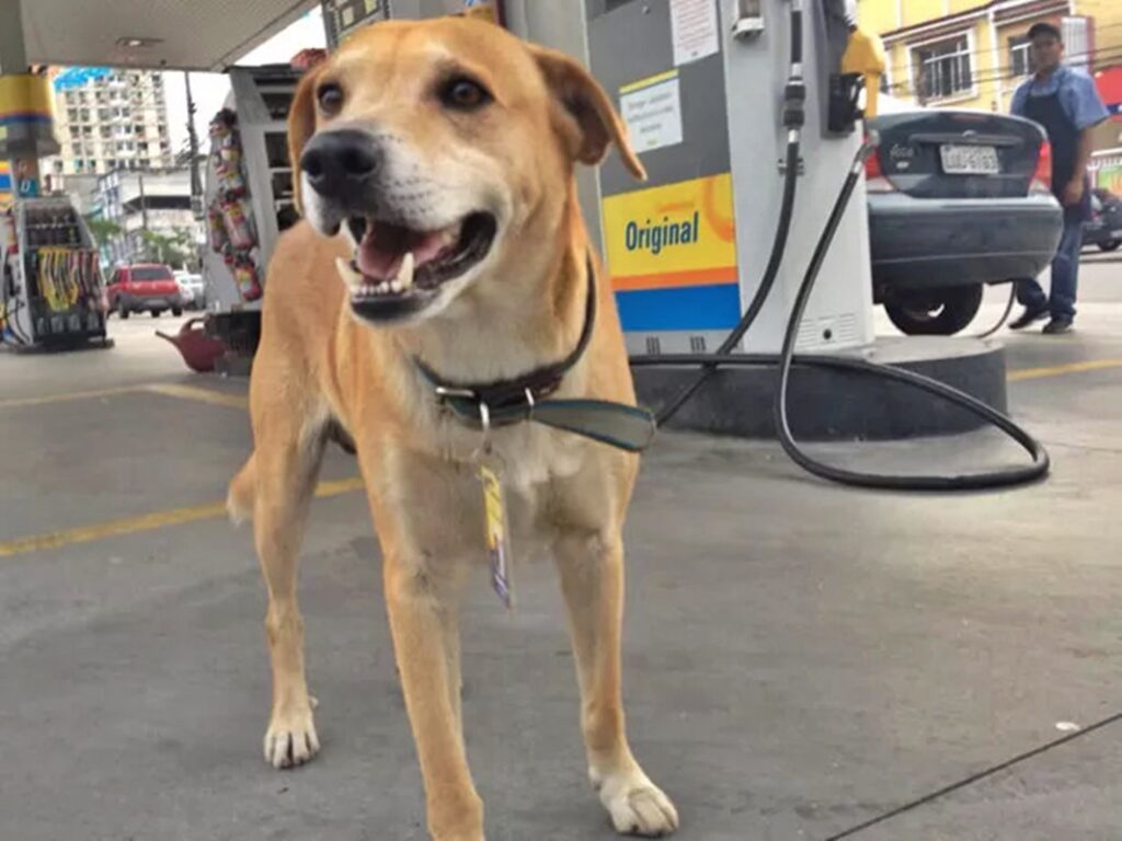 Boa notícia: Cão gerente do posto Ipiranga é encontrado