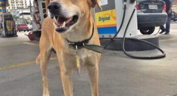 Boa notícia: Cão gerente do posto Ipiranga é encontrado