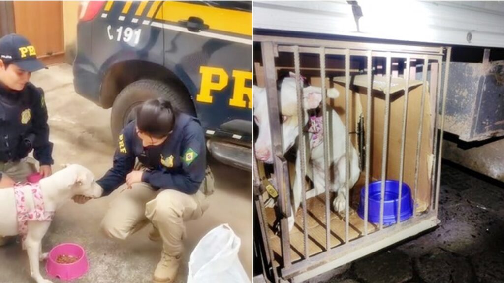 Caminhoneiro é flagrado transportando cachorro em situação precária