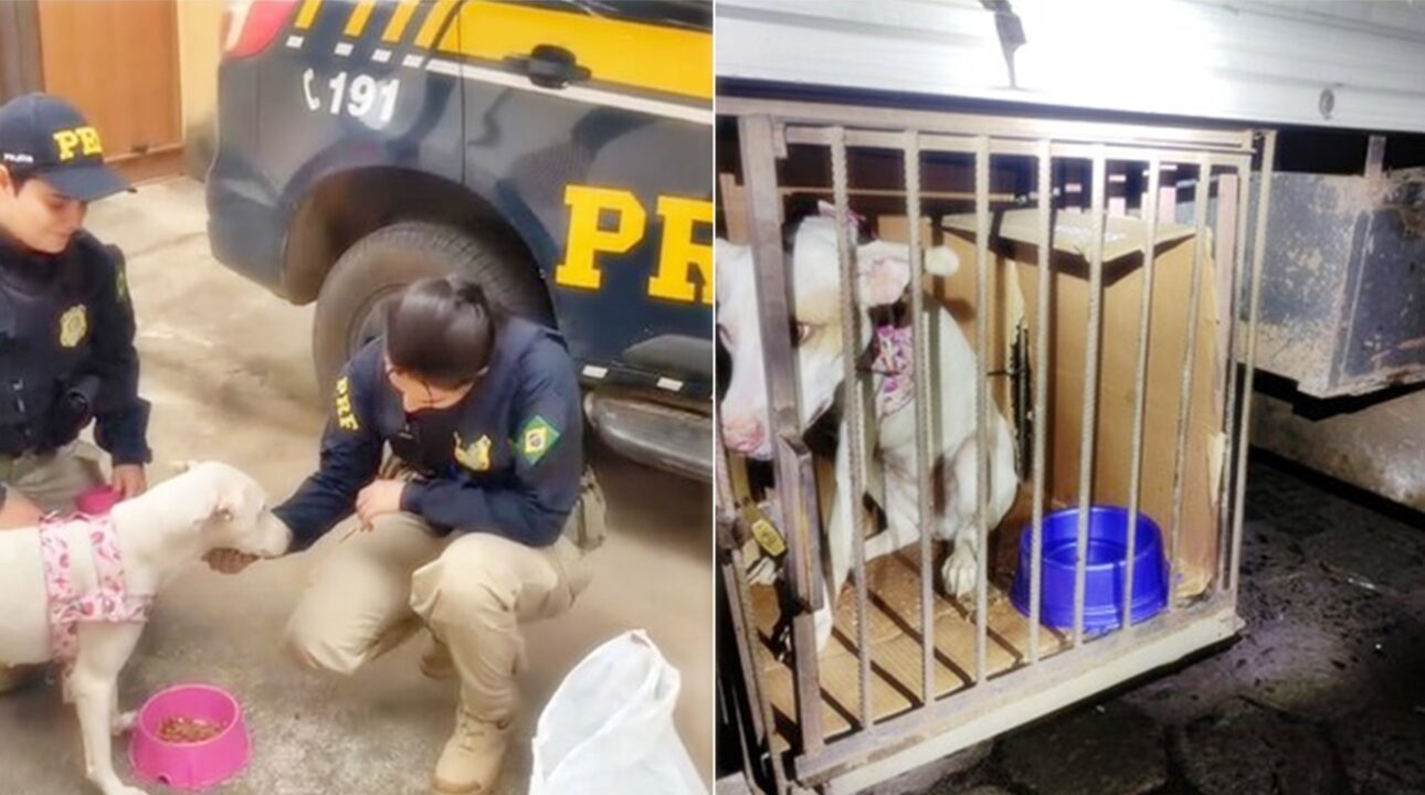 Caminhoneiro é flagrado transportando cachorro em situação precária