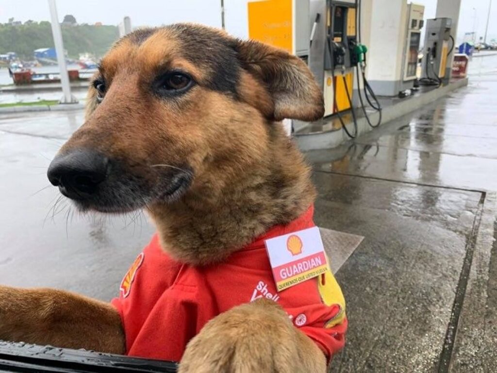 Caminhoneiro será indenizado após cão de guarda morder sua perna em posto de combustíveis