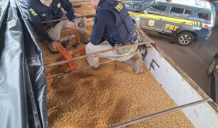 PRF aprende caminhão que levava maconha em meio a carga de milho