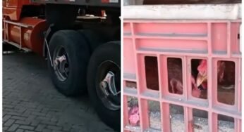 Caminhoneiro transforma carreta em galinheiro para sustento e faz sucesso por onde passa